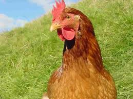 Dotty the hen — from the original article